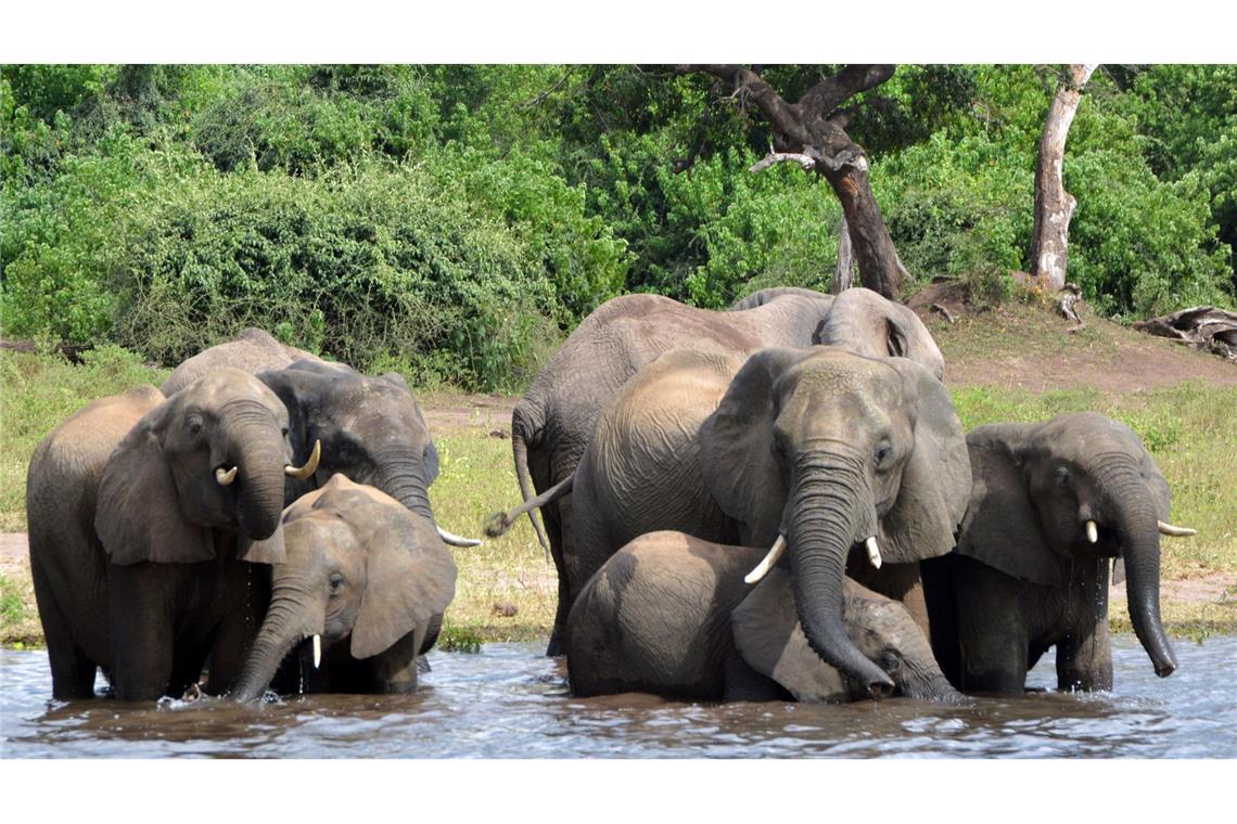 Elefanten im afrikanischen Botswana.