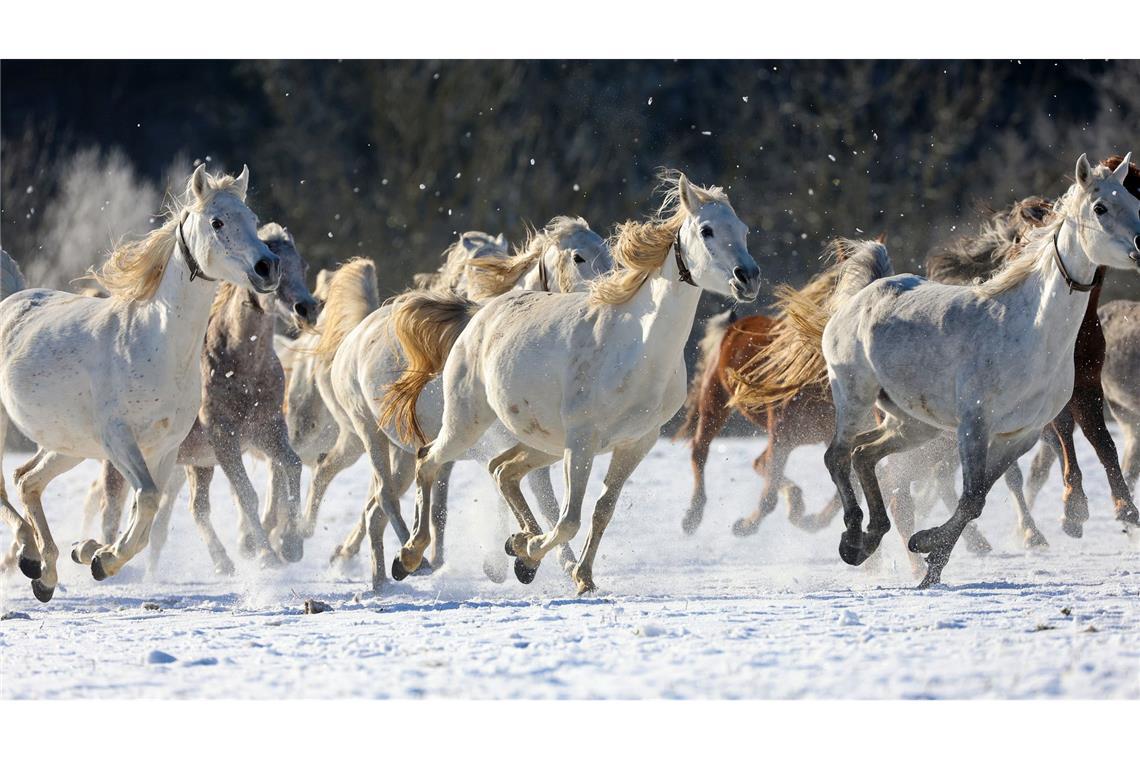 Eleganz im Schnee: Araberstuten galoppieren über die Schwäbische Alb