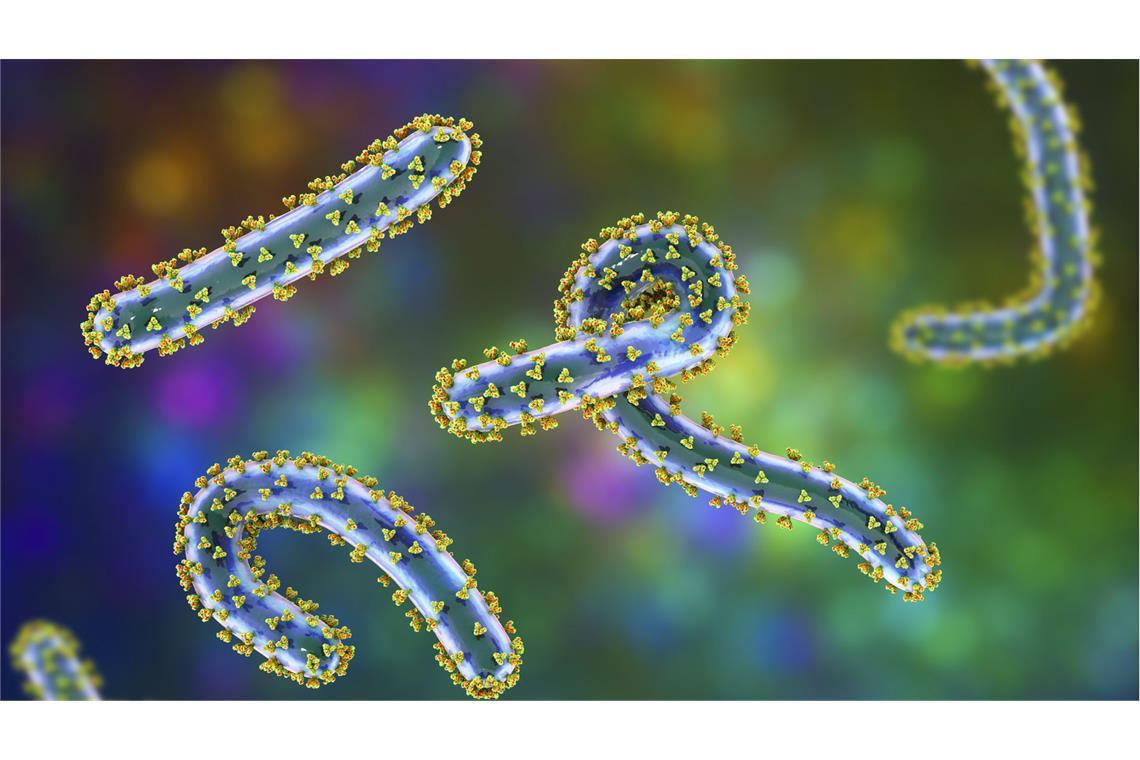 Elektronenmikroskopische Aufnahme des Marburg-Virus: Es gehört zu den gefährlichsten bekannten Krankheitserregern.