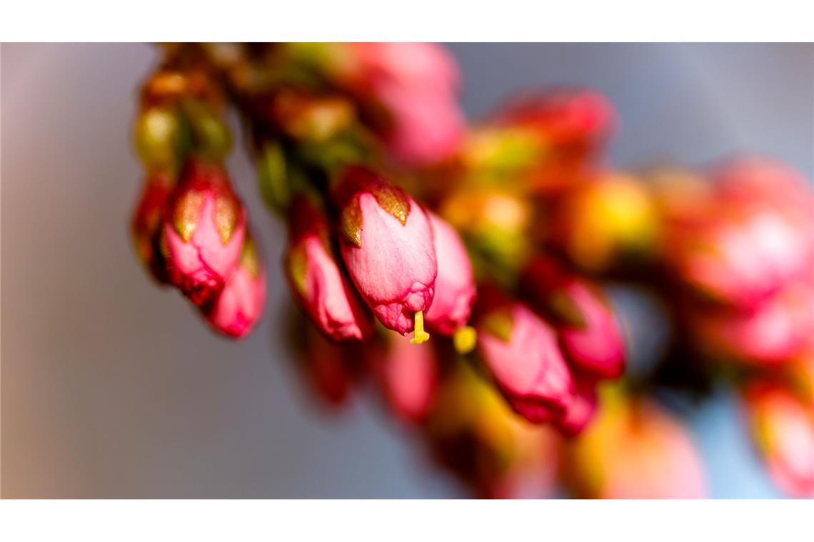 endlich Frühling - Knospen