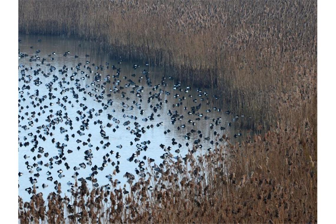 Enten schwimmen im Naturschutzgebiet Wollmatinger Ried. Foto: picture alliance/dpa/Archivbild