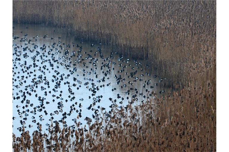 Enten schwimmen im Naturschutzgebiet Wollmatinger Ried. Foto: picture alliance/dpa/Archivbild