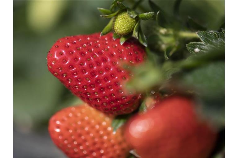 Erdbeeren hängen an den Pflanzen. Foto: Patrick Seeger/dpa