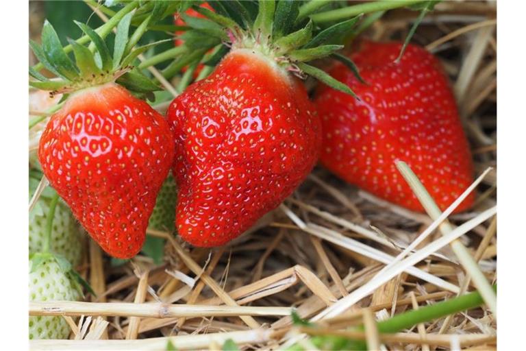 Erdbeeren wachsen. Foto: Soeren Stache/dpa-Zentralbild/dpa