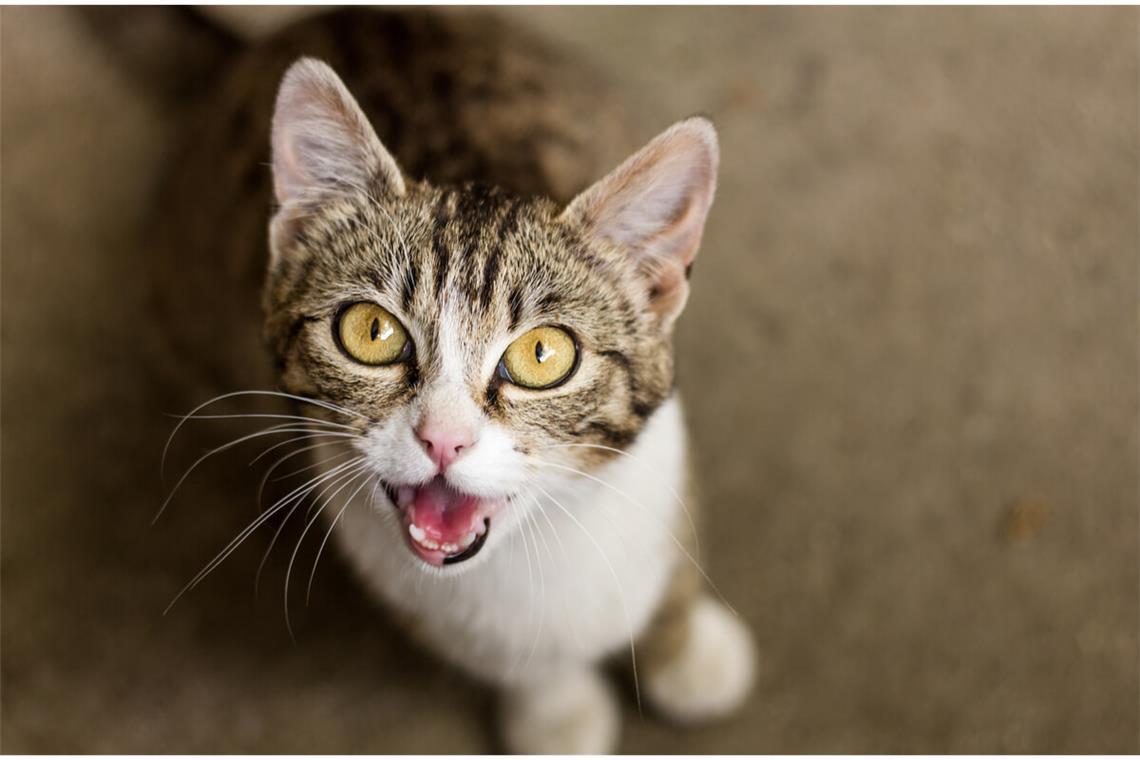 Erfahren Sie die Gründe, warum Ihre Katze miaut und wie Sie das Verhalten richtig deuten.