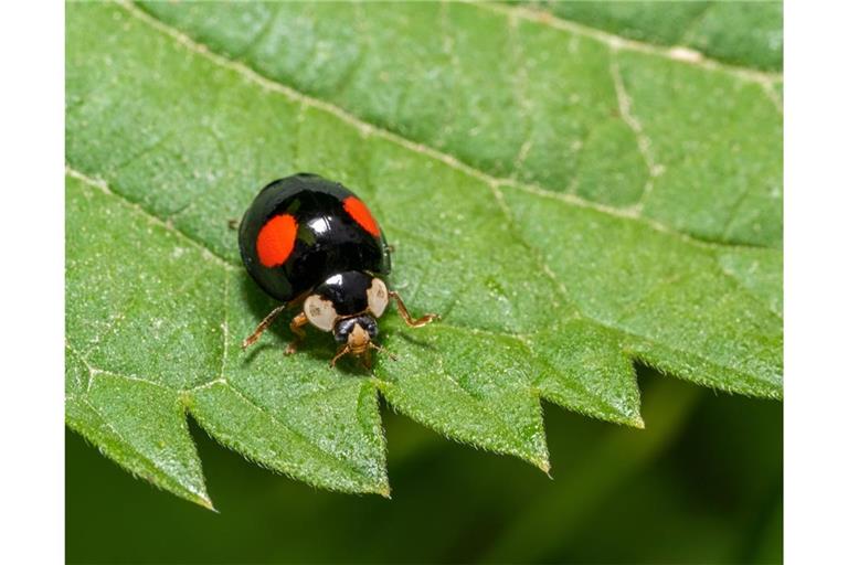 Erfahren Sie, was der Grund dafür ist, wenn Marienkäfer schwarz sind und rote Punkte haben.