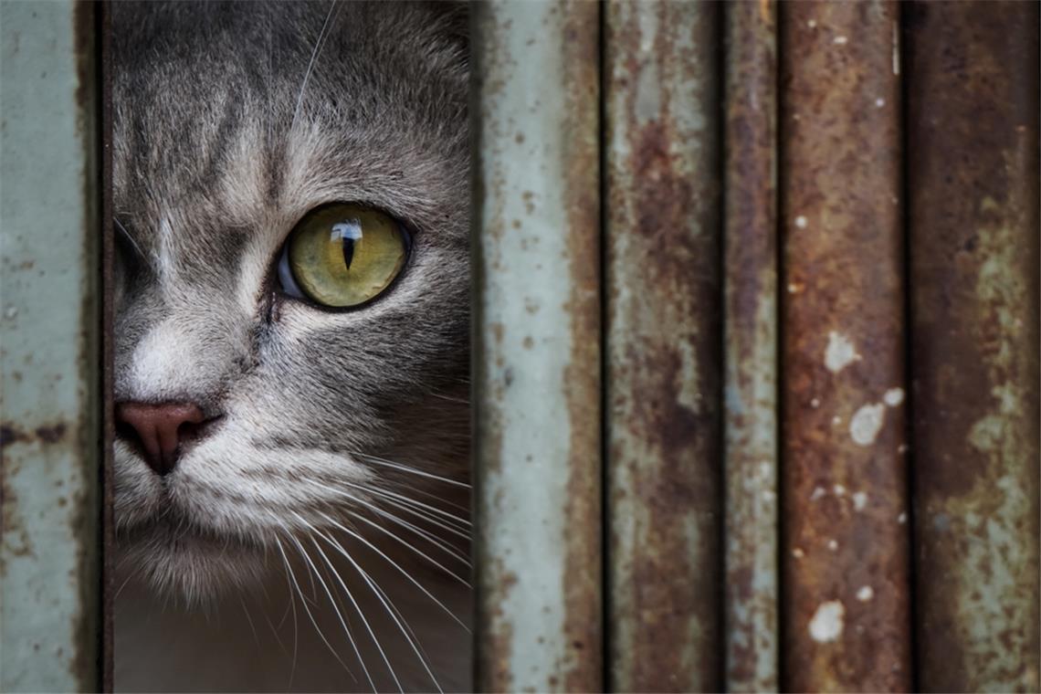 Erfahren Sie, welche Farben Katzen tatsächlich sehen können und wie ihre einzigartige Wahrnehmung ihre Umgebung beeinflusst.