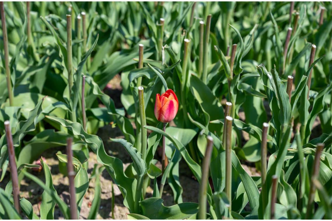 Erfahren Sie, wie Sie Ihre Tulpen im Garten richtig schneiden und pflegen, wenn diese verblüht sind. So geht man vor.