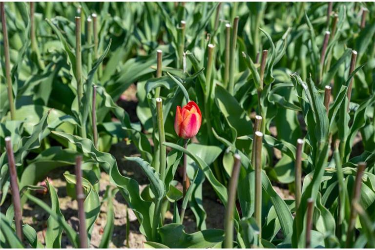 Erfahren Sie, wie Sie Ihre Tulpen im Garten richtig schneiden und pflegen, wenn diese verblüht sind. So geht man vor.