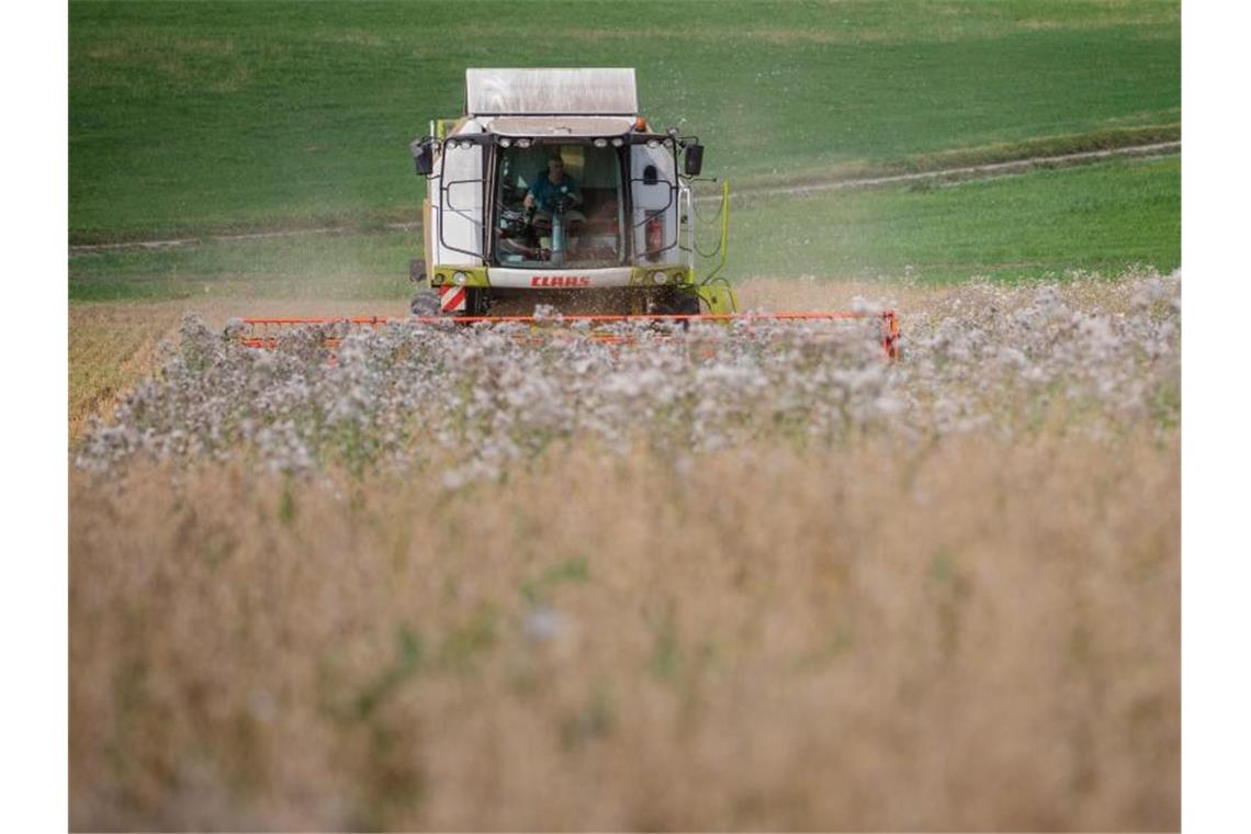 Bauern fahren erneut unterdurchschnittliche Ernte ein Ernte auf einem Haferfeld. Foto: Christoph Schmidt/dpa