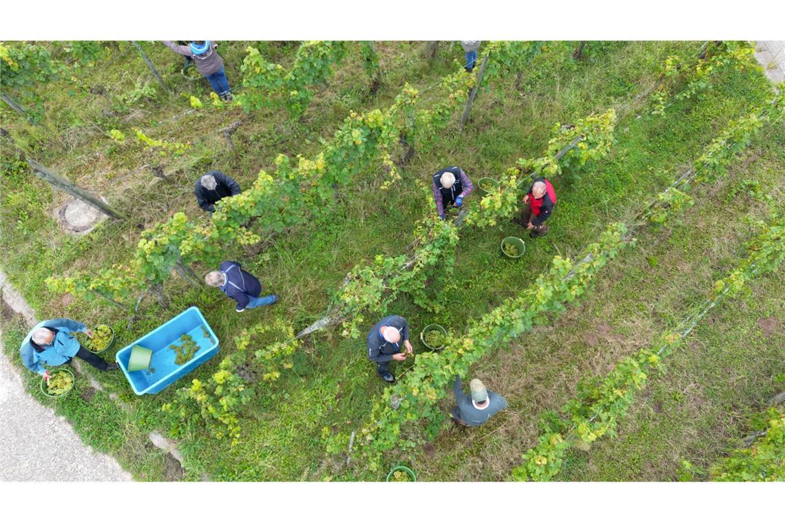 Erntehelfer sind in einem Weinberg im Remstal mit der Weinlese beschäftigt. In Baden-Württemberg hat die Weinernte begonnen.