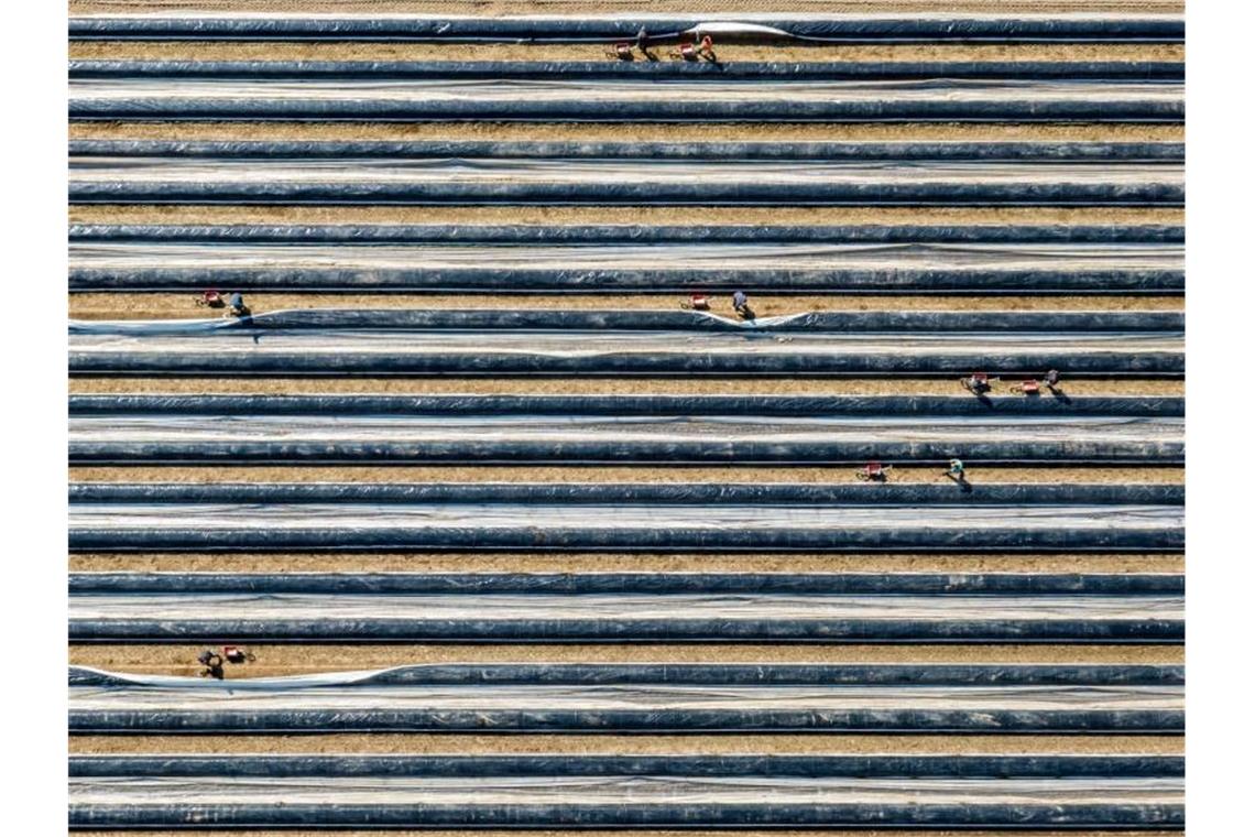 Erntehelfer stechen auf einem mit Folien abgedeckten Feld Spargel. Foto: Armin Weigel/dpa/Archivbild