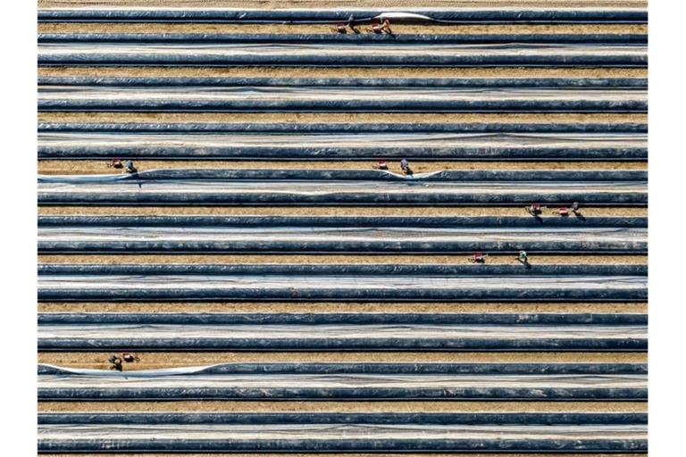 Erntehelfer stechen auf einem mit Folien abgedeckten Feld Spargel. Foto: Armin Weigel/dpa/Archivbild