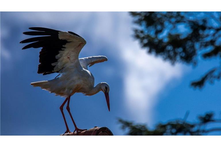 Erst vor rund 1000 Jahren kam der Storch nach Norddeutschland (Archivbild)