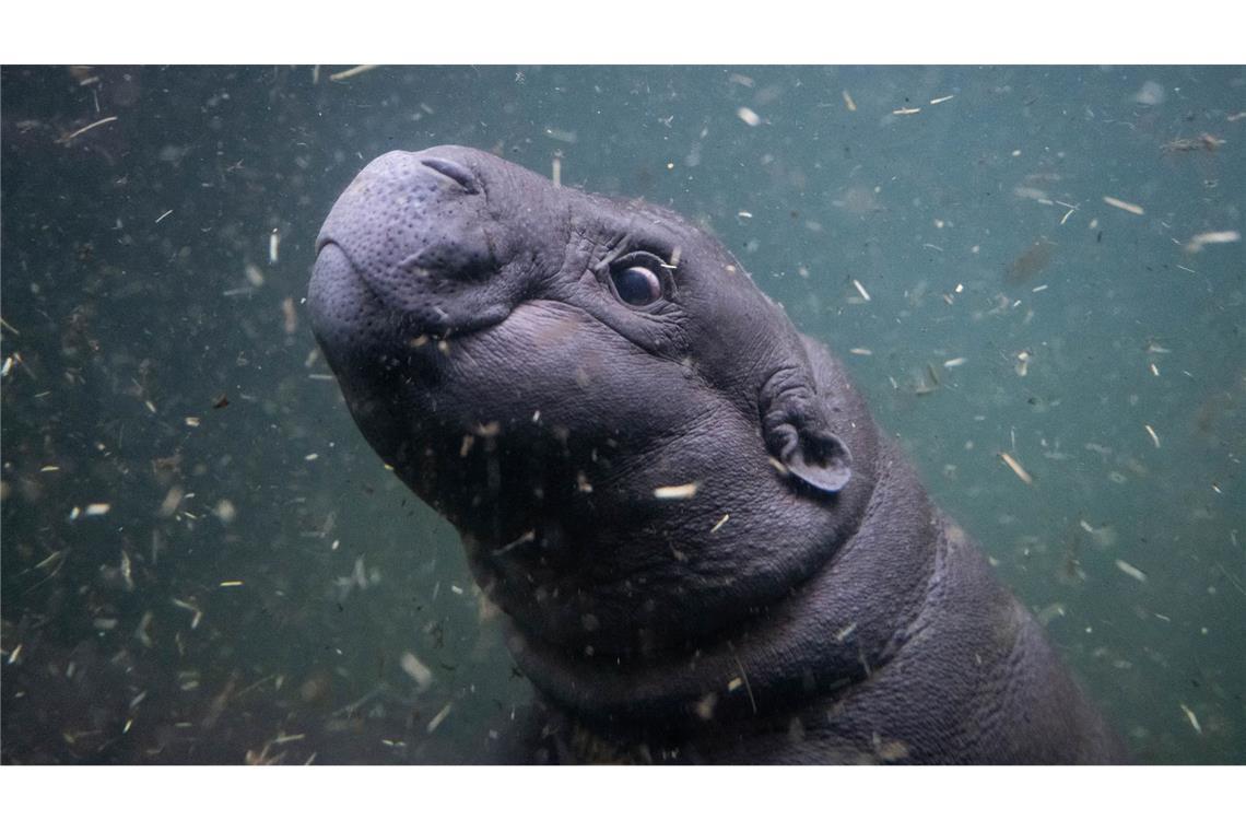 Erster Tauchgang: Zwergflusspferd Toni lernt das Becken im Zoo Berlin kennen.