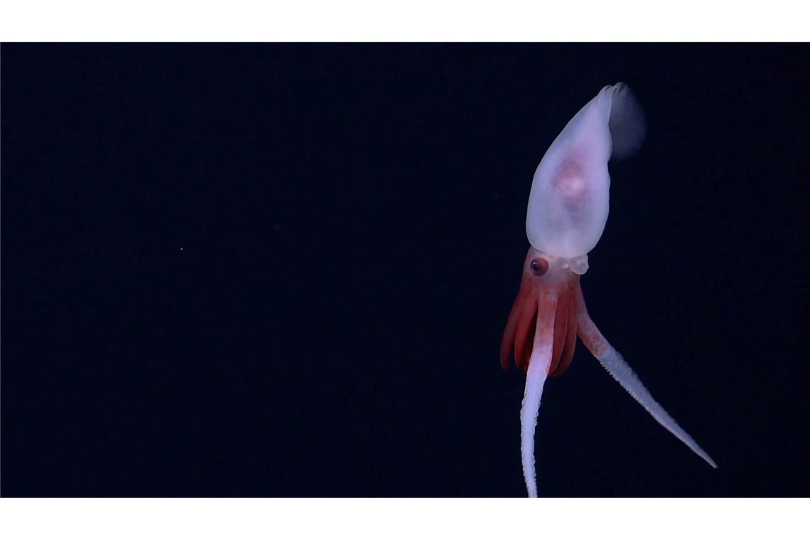 Erstmals gelangen Aufnahmen von einem lebenden Promachoteuthis-Kalmar.