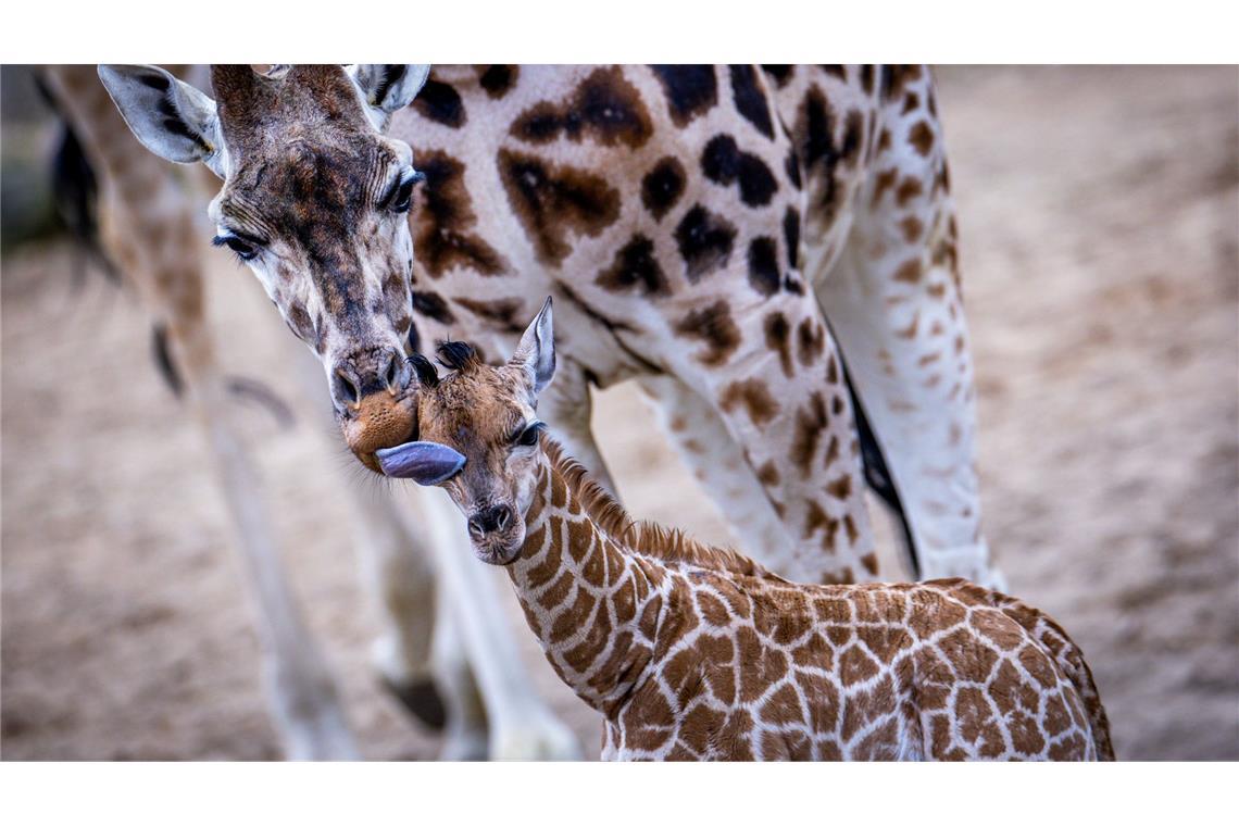 Giraffen-Baby erstmals draußen im Schweriner Zoo zu sehen