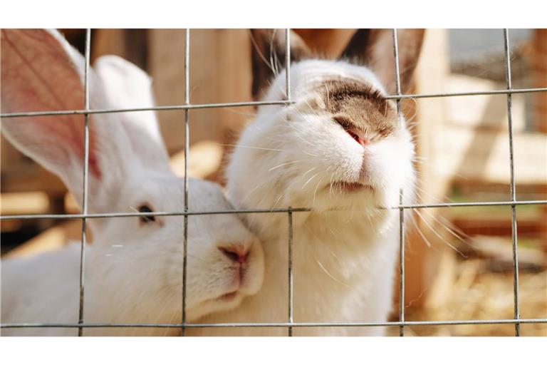 Etwa 80 Kaninchen sind in Löffingen in Südbaden verschwunden. (Symbolbild)