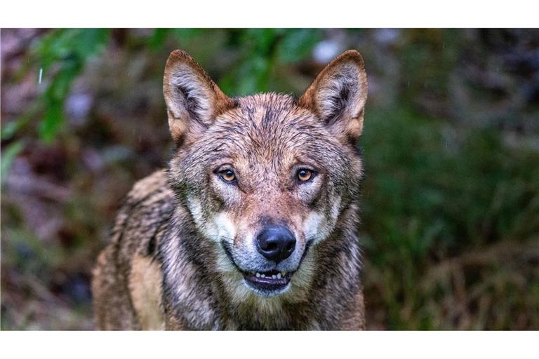 EU-Staaten haben eine Abschwächung des Wolfschutzes auf den Weg gebracht. (Symbolfoto)