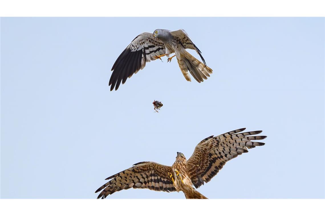 Fangspiel in der Luft: Ein Wiesenweihemännchen lässt im Flug Beute fallen, die das Weibchen auffängt. Da ihre ursprünglichen Brutgebiete, vor allem Moore und Feuchtgebiete, immer seltener werden, sind die Greifvögel in Deutschland stark gefährdet.