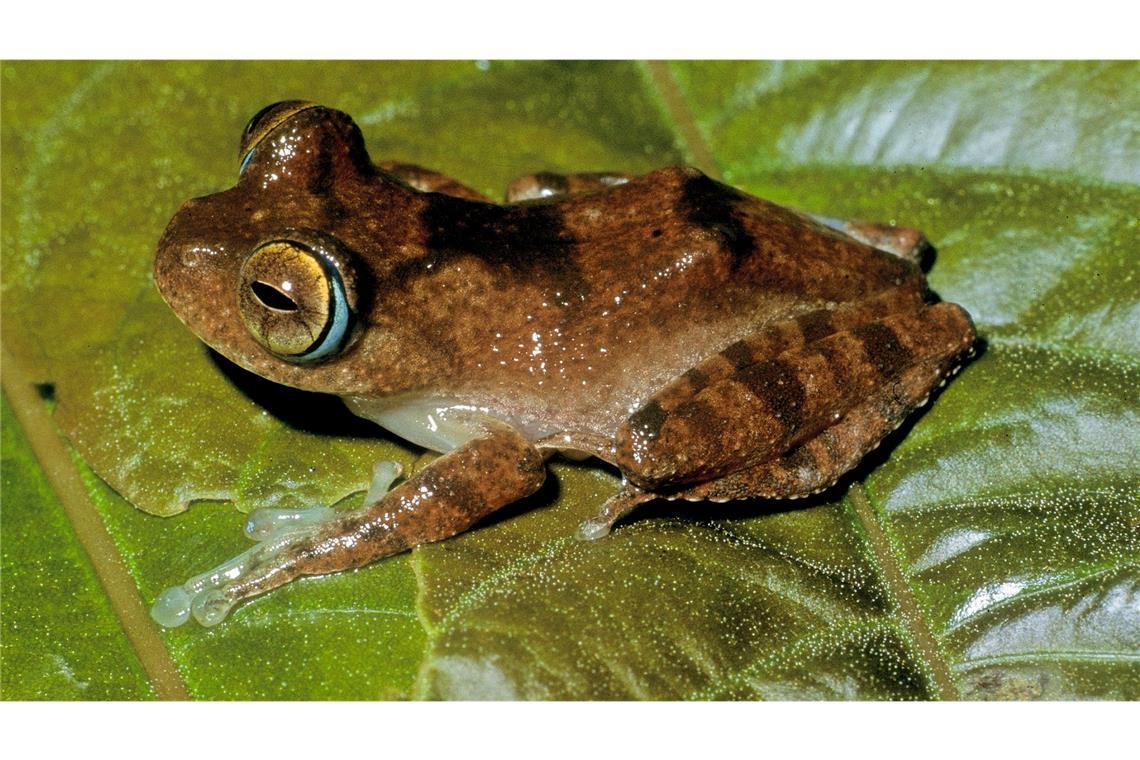 Fans der Science-Fiction-Serie "Star Trek" könnten sich bei den Frosch-Lauten an Geräusche des fiktiven Tricoders erinnert fühlen.