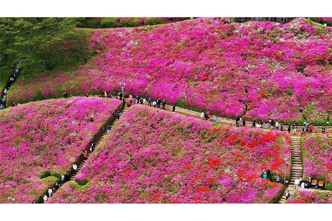 Farbenrausch: Anlässlich der Königlichen-Azaleen-Blüte findet in der südkoreanischen Stadt Gunpo, 24 Kilometer südlich von Seoul, alljährlich ein Fest statt.