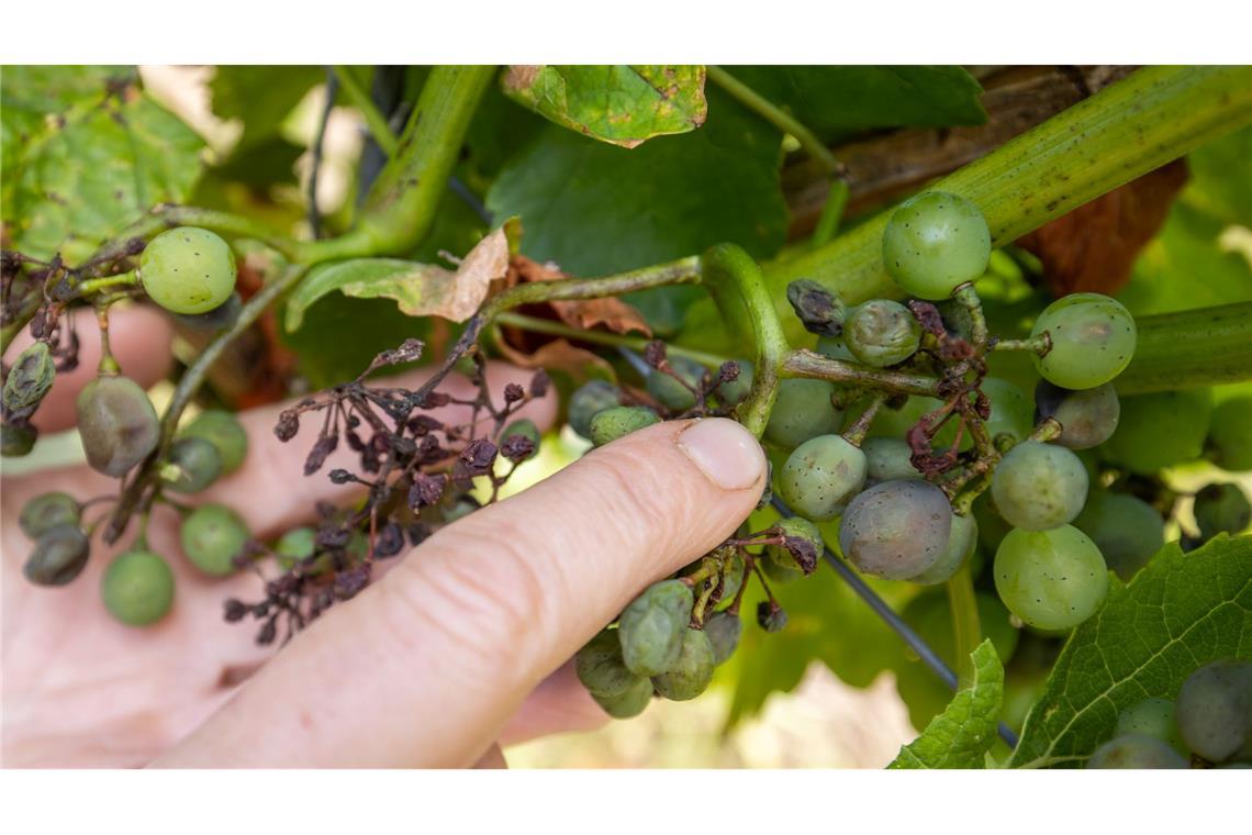 Feucht-warmes Wetter macht vor allem Öko-Winzern zu schaffen. (Foto-Archiv)