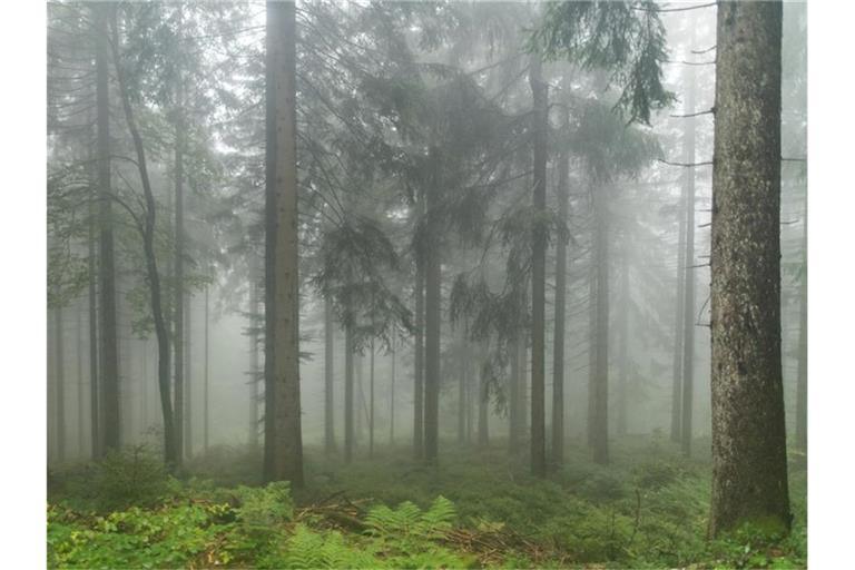 Fichten und eine Buche stehen im Nationalpark Schwarzwald im Nebel. Foto: Patrick Seeger/dpa/Archivbild