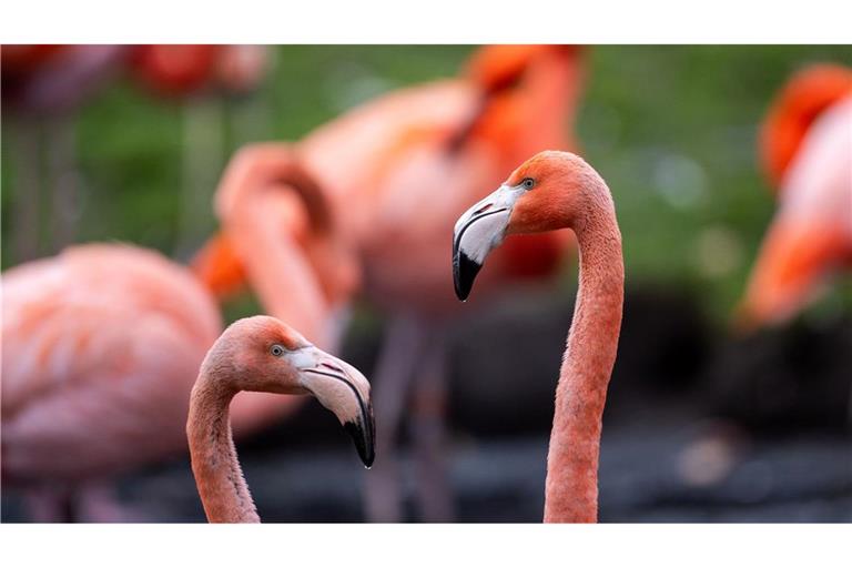 Flamingos stehen im Tierpark Berlin in ihrem Gehege.