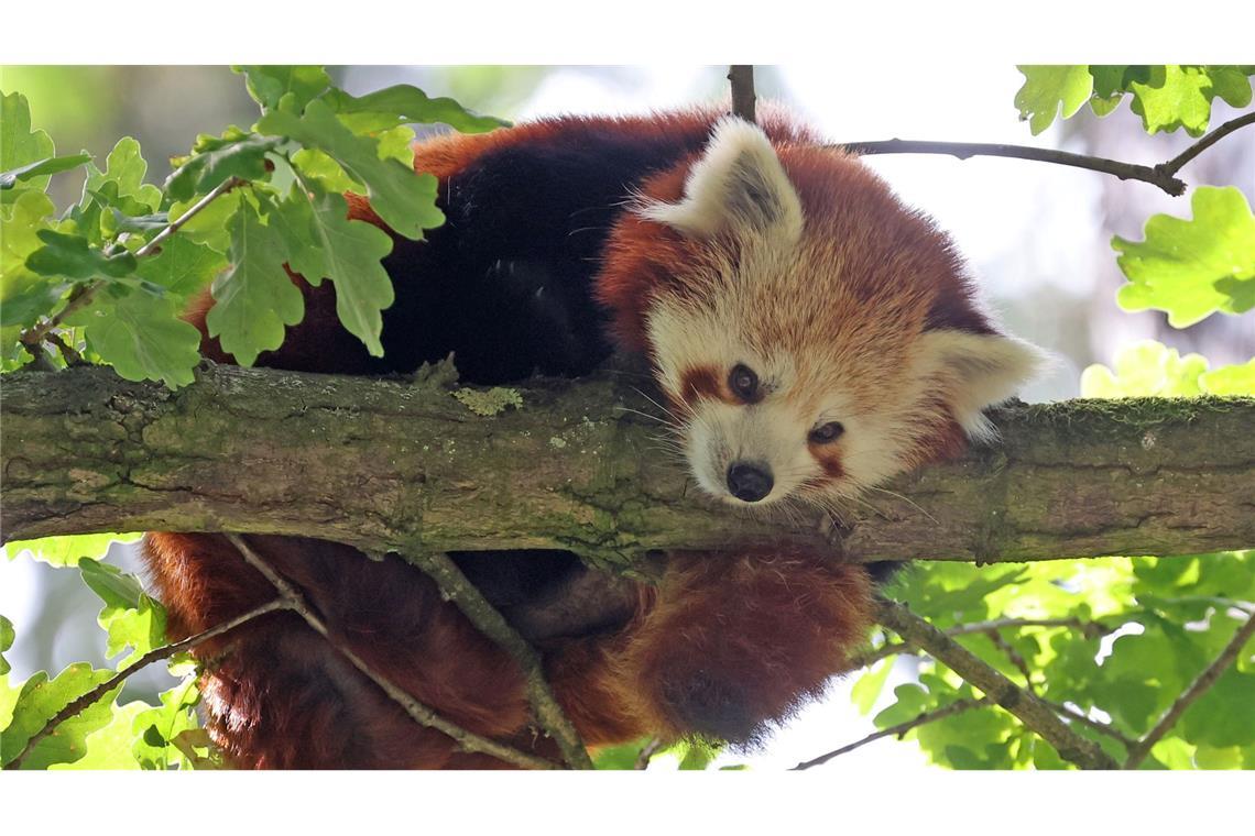 Flauschiger Zuwachs: Der Zoo Rostock freut sich über seinen ersten Roten Panda. Der Einzelgänger aus dem Himalaya gilt als gefährdet, in der freien Natur gibt Schätzungen nach weniger als 10.000 erwachsene Tiere.