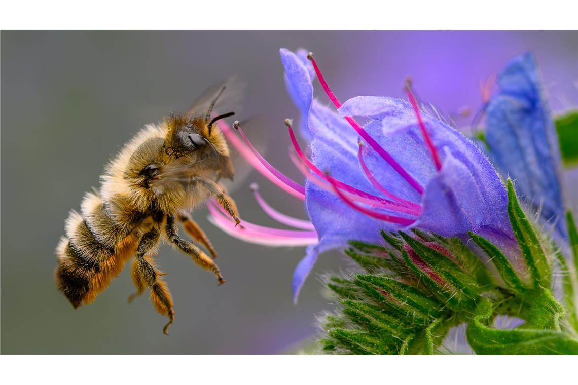 Fleißige Bienchen? Die gestreiften Insekten sind jedoch gar nicht so tüchtig, wie man meint. (Archivbild)