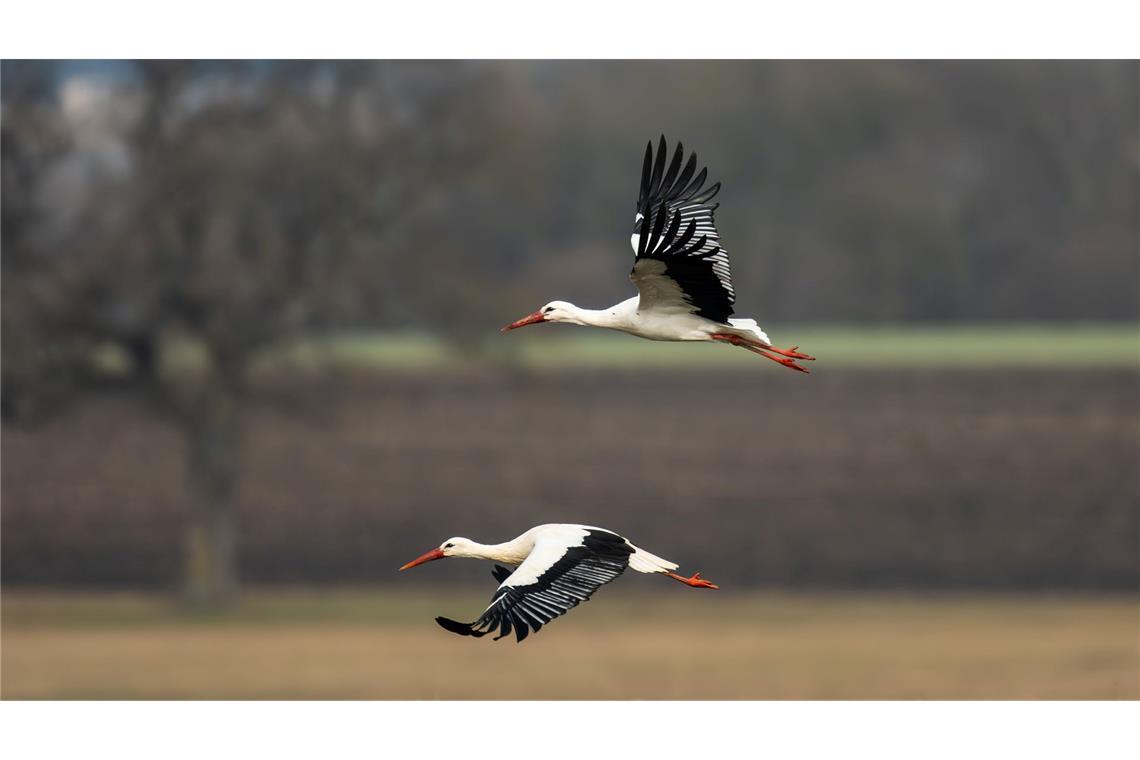 Flug in den Frühling.