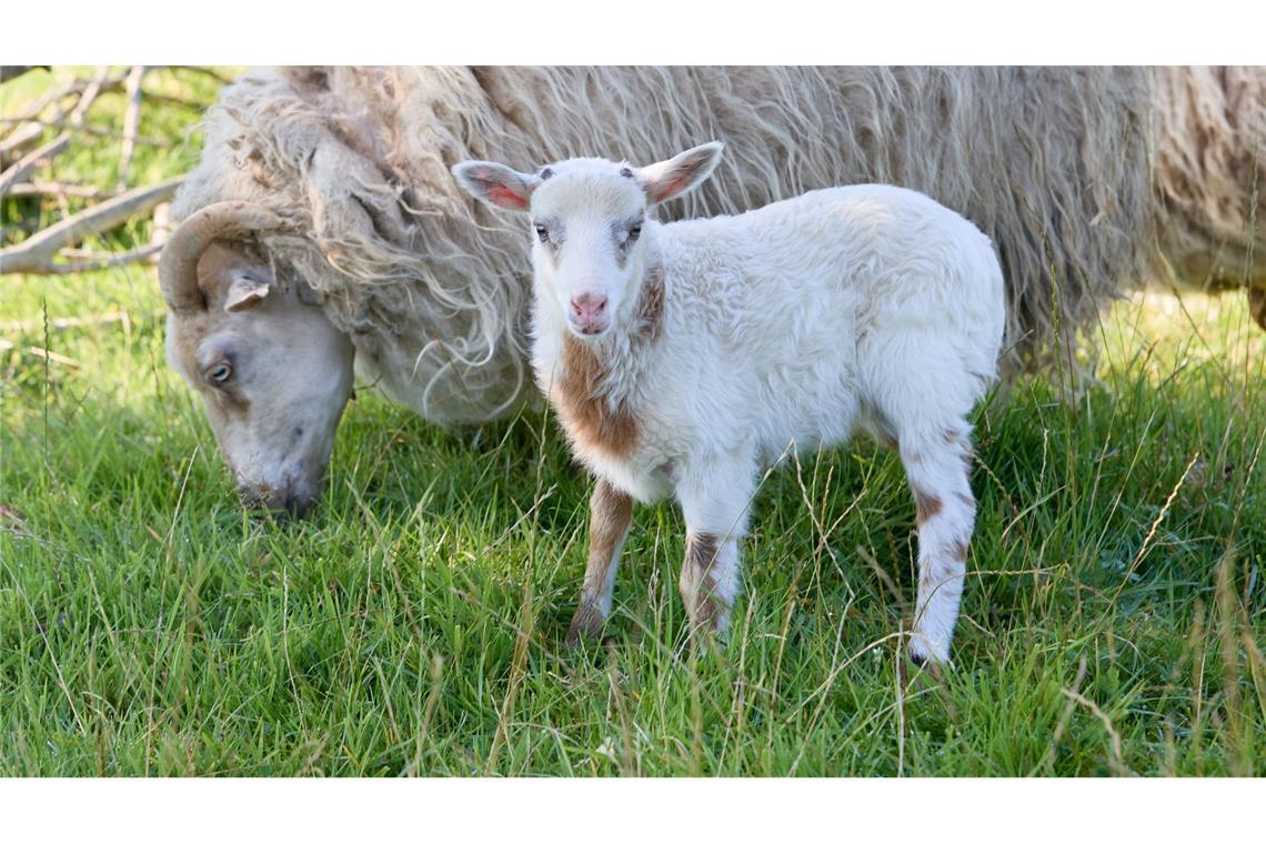 Flumo, die "Schiege. Die Mama ist ein Schaf, Papa ein Ziegenbock.