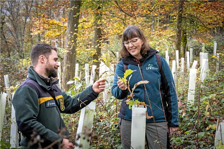 Förster Christian Hamann und Forstamtsleiterin Dagmar Wulfes haben in Auenwald unter anderem Eichen gesetzt. Fotos: Alexander Becher