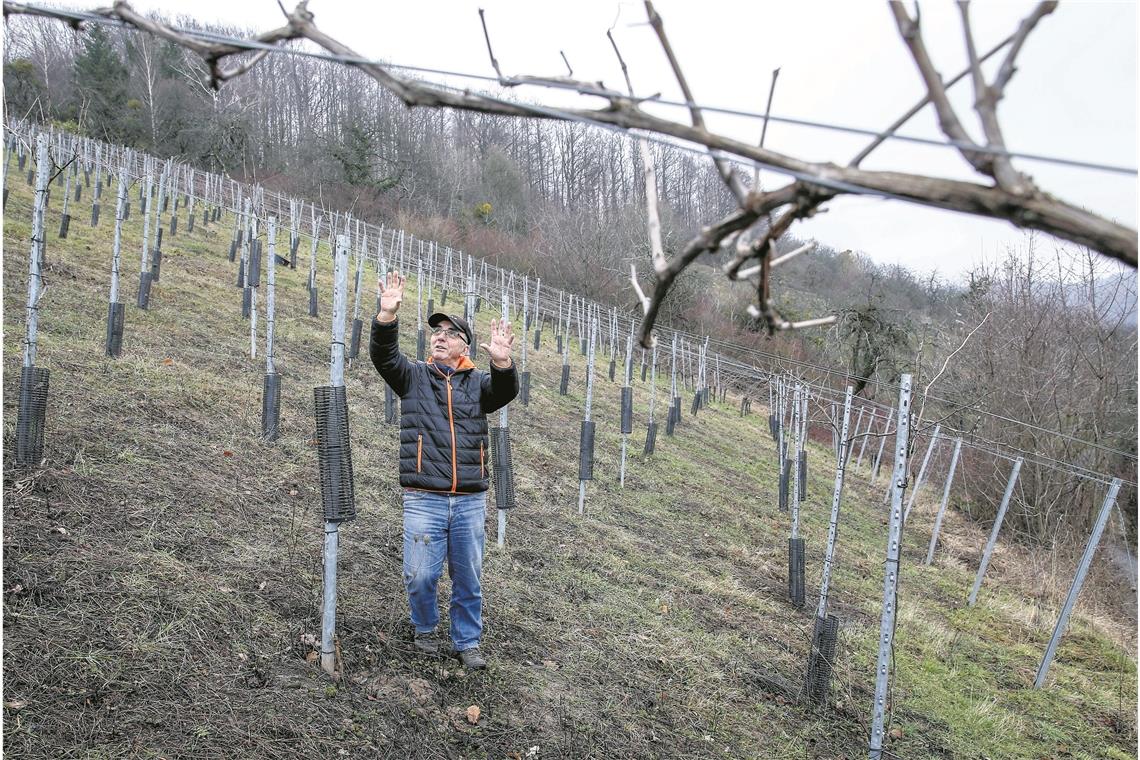 EU-Richtlinien vergraulen Wengerter Franz Karl Matyas erläutert den Weinbau auf dem Ebersberg. Im Hintergrund ein zugewachsenes Flurstück, auf dem auch Wein wachsen soll. Foto: A. Becher