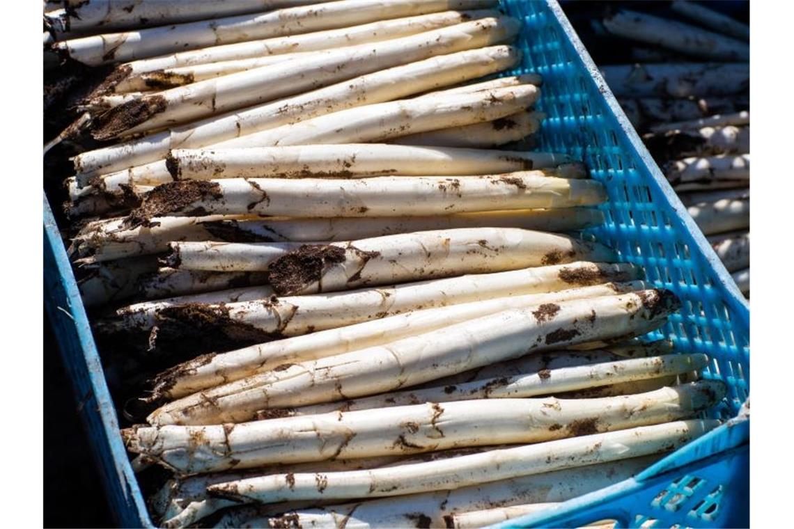 Frisch geernteter Spargel liegt in Transportkisten auf einem Feld. Foto: Jens Büttner/dpa-Zentralbild/ZB/Symbolbild