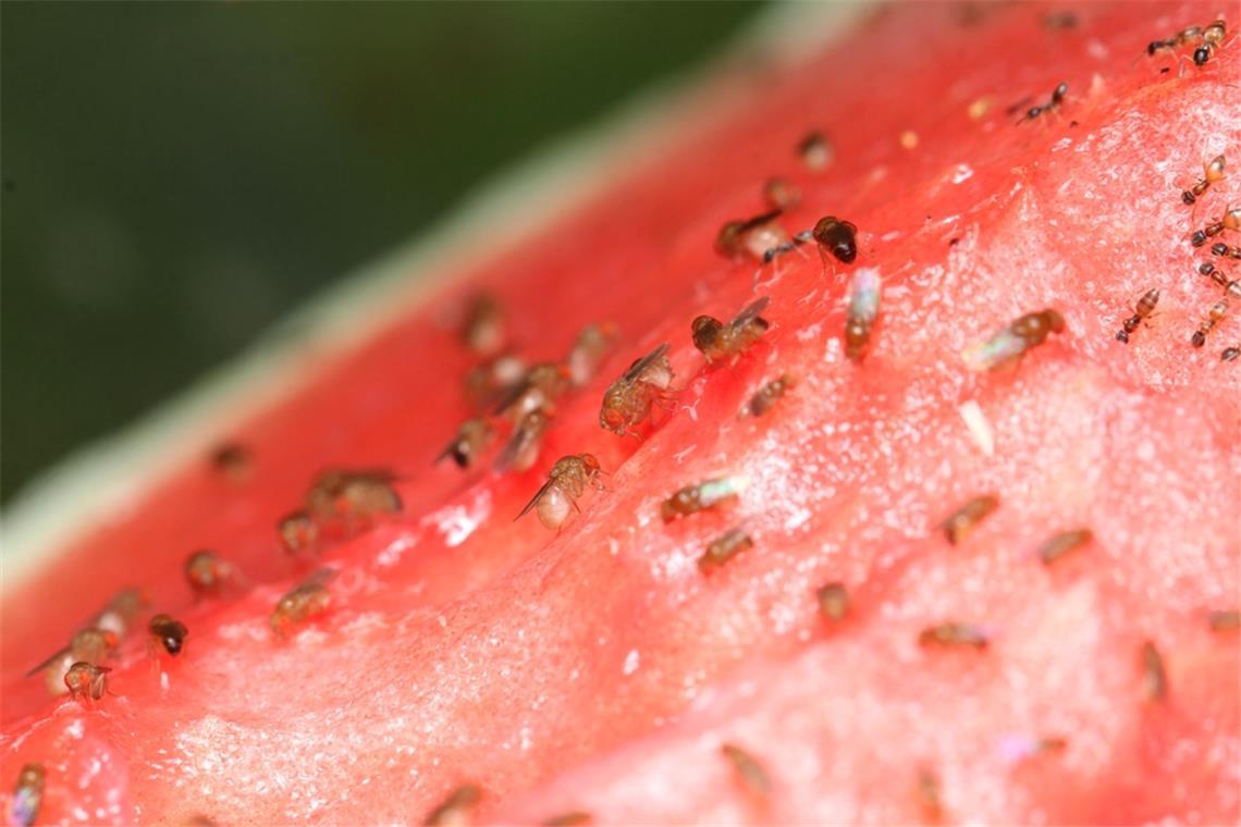 Fruchtfliegen lieben Früchte und Obst, aber sie finden auch andere Nahrungsquellen.