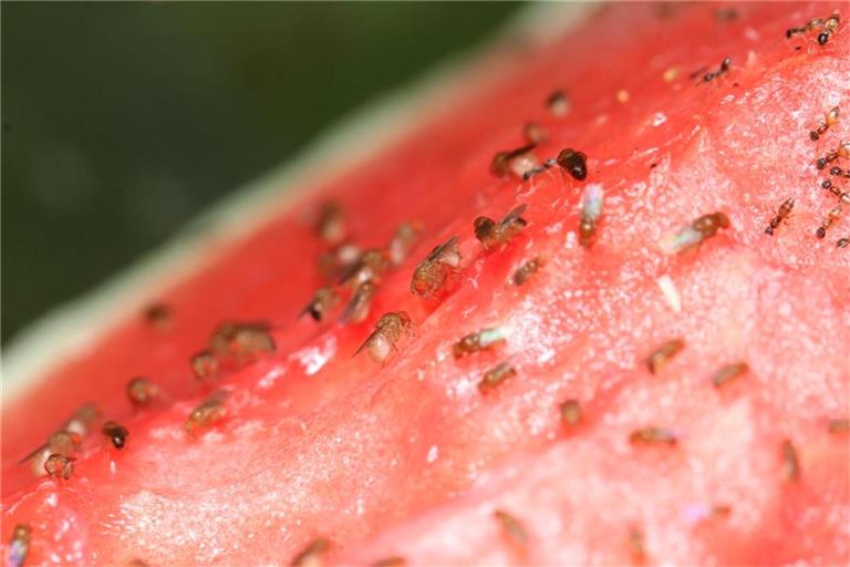 Fruchtfliegen lieben Früchte und Obst, aber sie finden auch andere Nahrungsquellen.