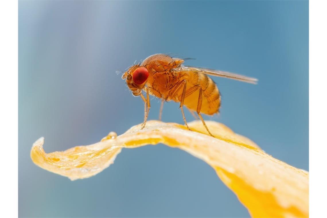 Fruchtfliegen tauchen ab und zu im Bad auf.