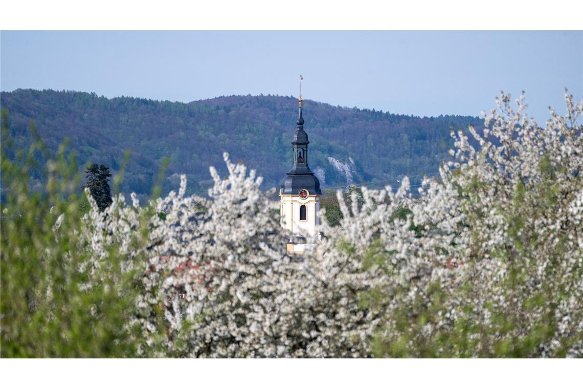 Frühling in Franken: Die Kirschblüte in Pretzfeld ist in vollem Gange.