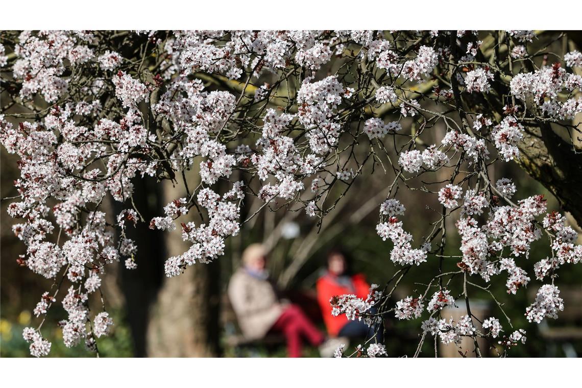 Frühlingsblüten: Menschen sitzen bei Sonnenschein hinter einer blühenden Kirsche in Köln auf einer Bank.