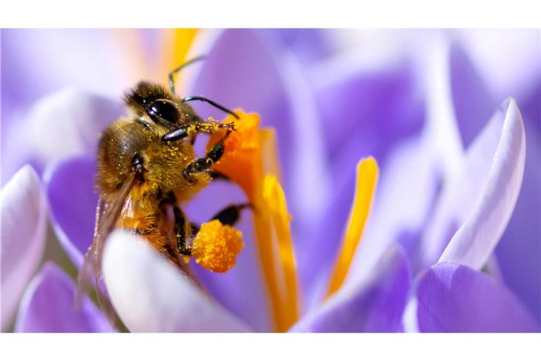 Frühlingswetter in Bayern - Eine Biene sammelt im botanischen Garten in einer Krokusblüte Pollen.