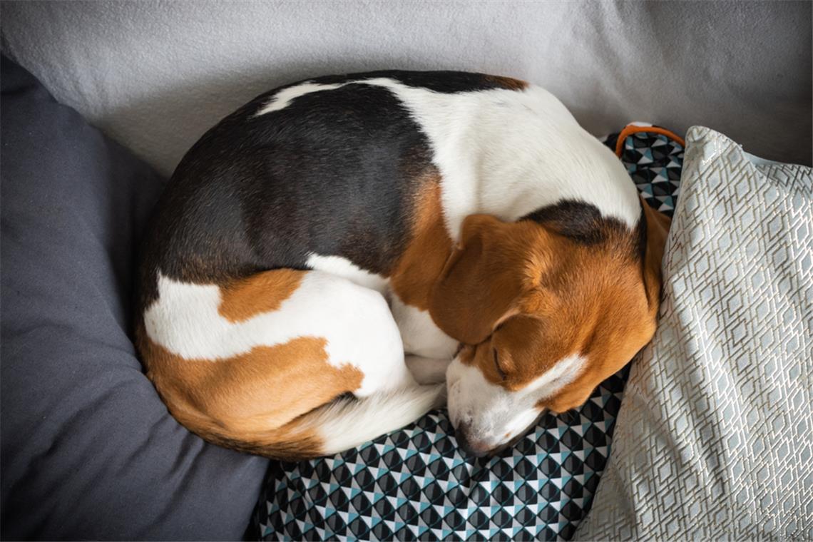 Fuchs-Körperstellung: Der Hund möchte sich wärmen oder sucht Geborgenheit.