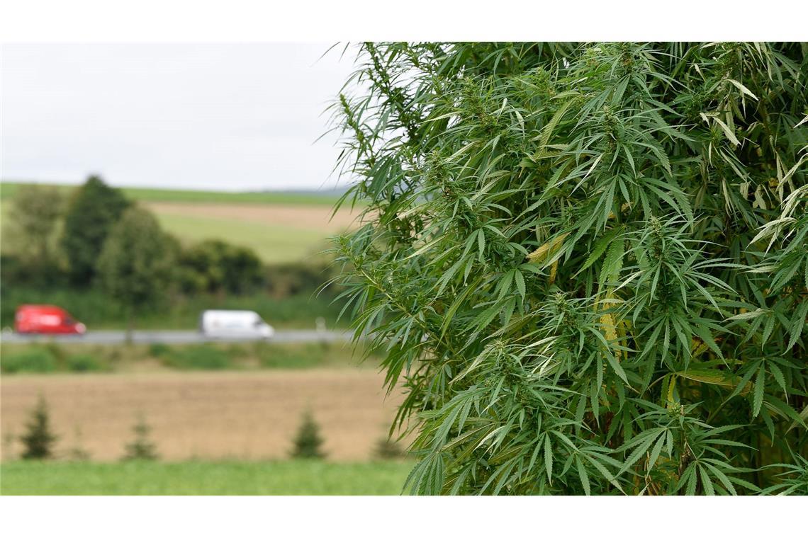 Für Landwirte soll der Anbau von Nutzhanf einfacher werden. (Archivbild)