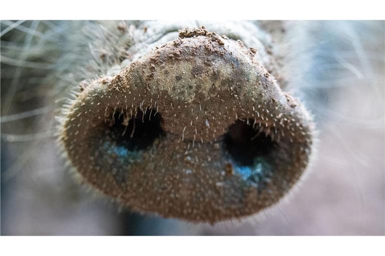 Für Menschen und andere Tierarten ist die Viruserkrankung ungefährlich - bei Haus- und Wildschweinen dagegen unheilbar und verläuft fast immer tödlich.