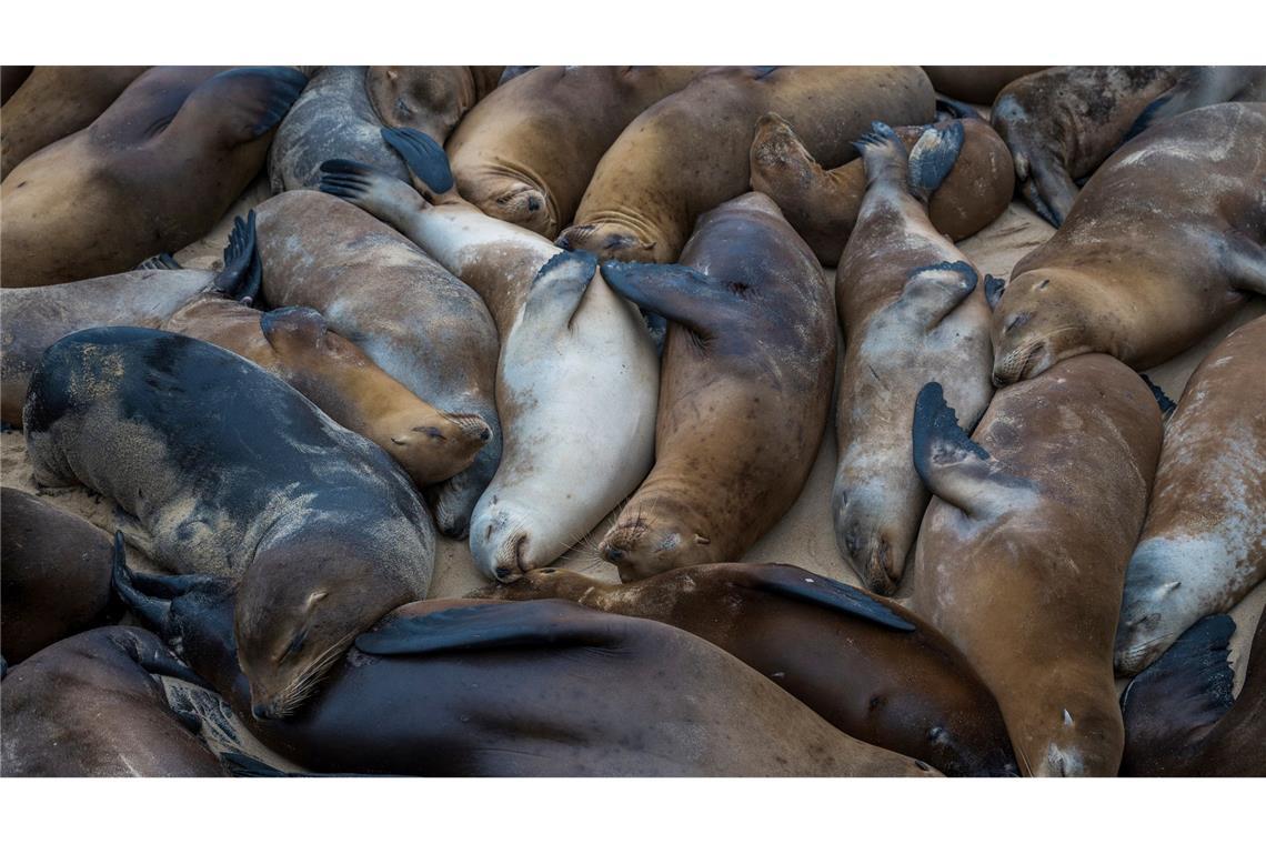 Ganz gechillt lassen es diese Seelöwen am Strand von San Carlos im kalifornischen Monterey angehen.