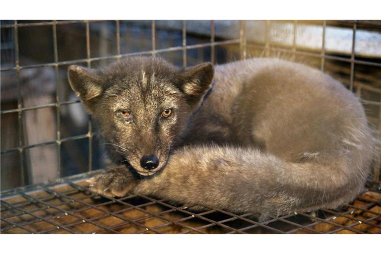 Gefährliche Tierquälerei: Eine Grauer Fuchs hockt in seinem engen Käfig in einer Pelzfarm