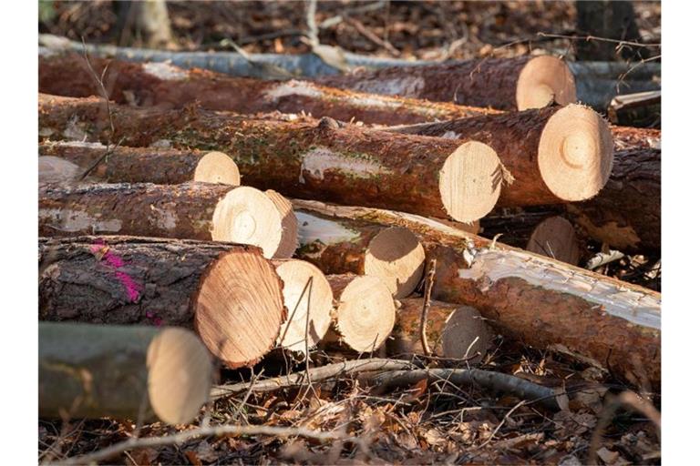 Gefällte Bäume liegen zur Holzernte in einem Waldstück. Foto: Silas Stein/dpa