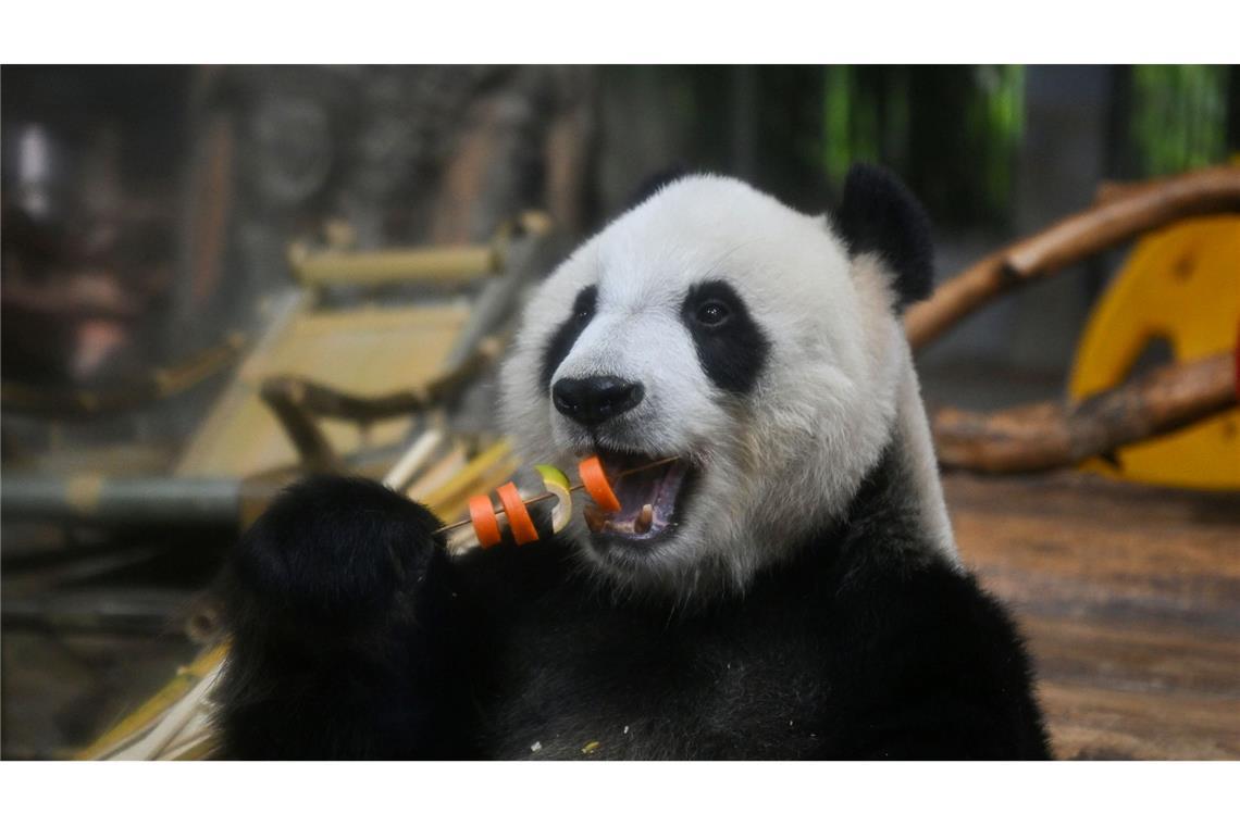 Gegen die Hitze: Panda Gong Gong genießt im Hainan Tropical Wildlife Park im chinesischen Haikou einen Spieß aus gekühltem Obst und Gemüse.