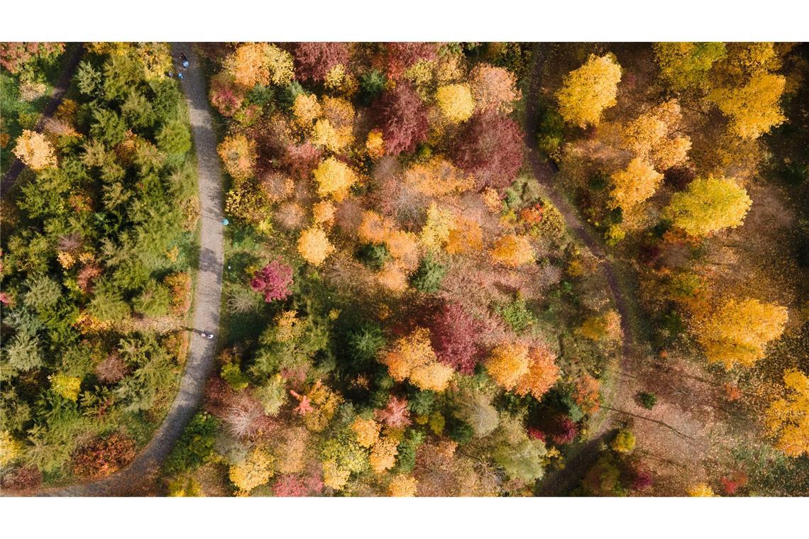 Gelb, orange, rot: Die Wälder haben im Herbst einen ganz eigenen Reiz, denn das Laub der Bäume verfärbt sich. (Archivbild)